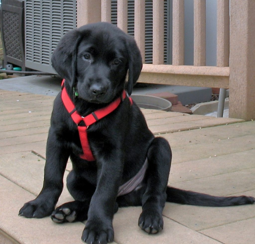 A black Labrador Retriever puppy wearing a red harness sits on a wooden deck, looking toward the camera.