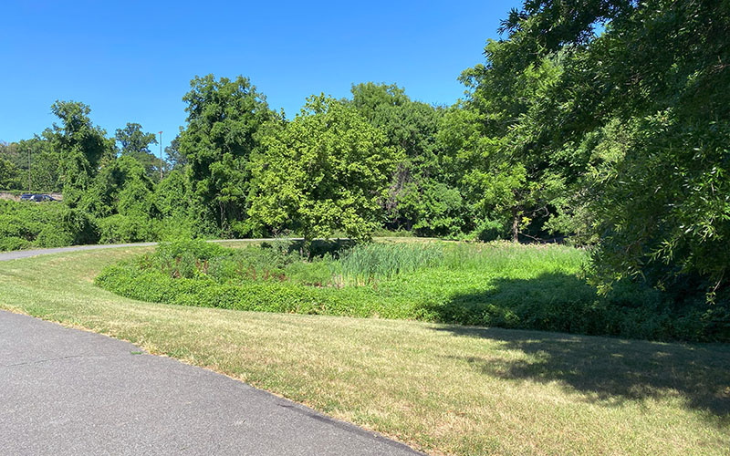 A paved path curves through a grassy area bordered by green trees and shrubs under a clear blue sky.