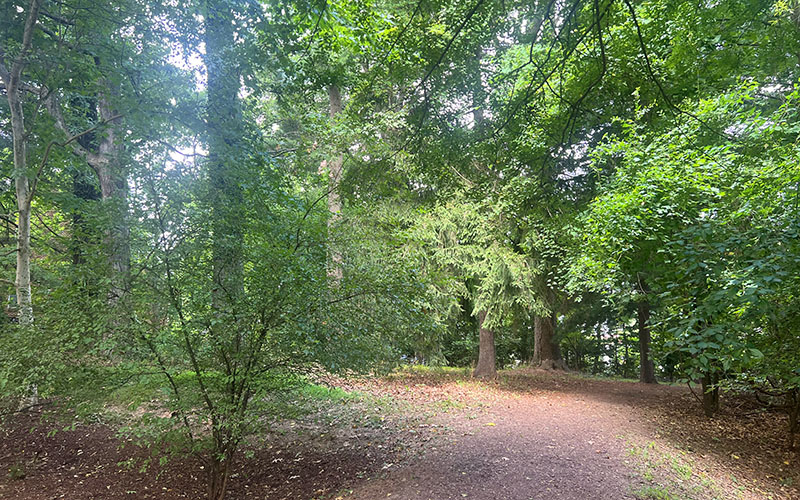 A dirt path winds through a green, leafy forest with sunlight filtering through the trees.