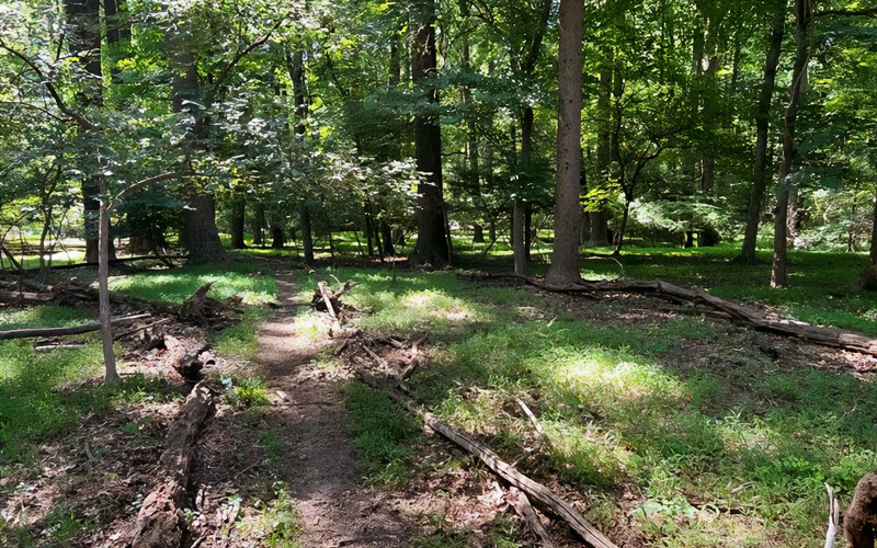 A dirt trail winds through a sunlit forest with green grass, tall trees, and fallen branches scattered on the ground.