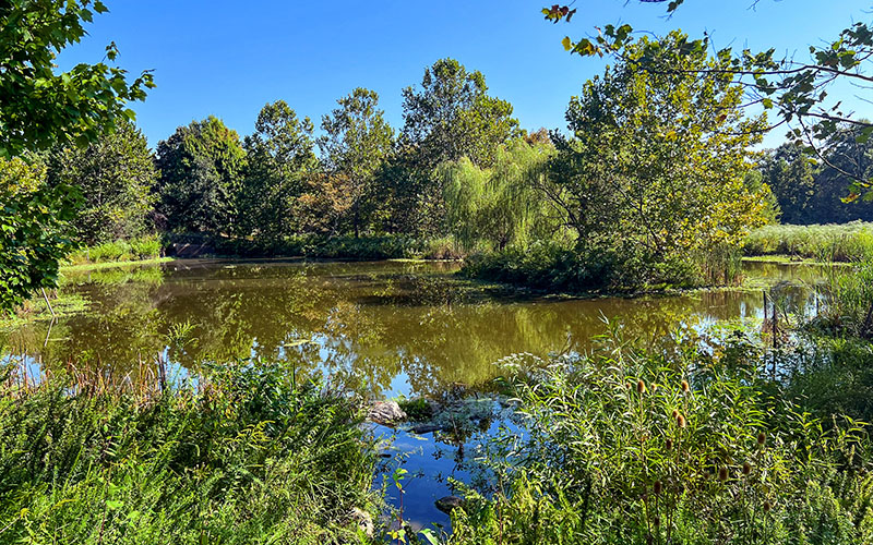 A small pond surrounded by dense green vegetation and trees under a clear blue sky, with reflections visible on the water’s surface.