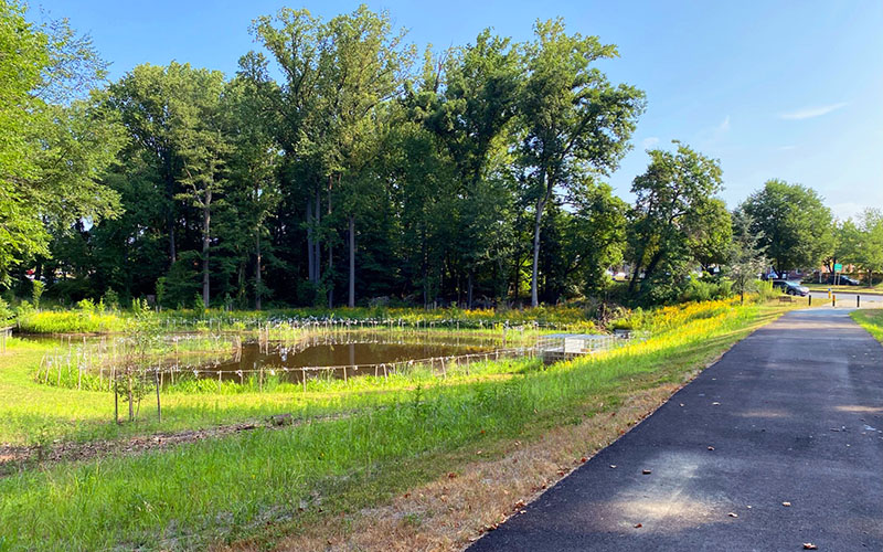 A paved path runs beside a small pond surrounded by tall grass, wildflowers, and dense trees under a clear blue sky.