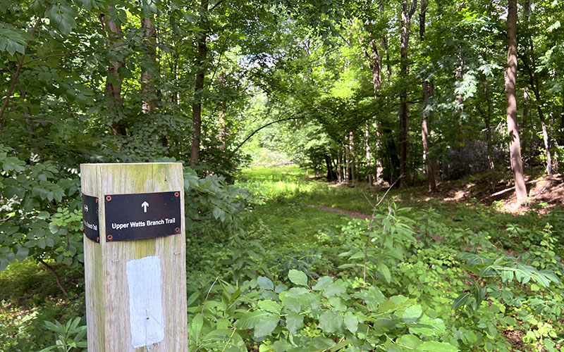 A wooden post with a sign reading "Upper Wells Branch Trail" marks the start of a narrow path leading into a lush, green forest.