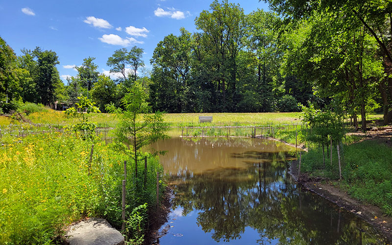 A small pond surrounded by green vegetation and trees, with a bench in the background under a blue sky with scattered clouds.