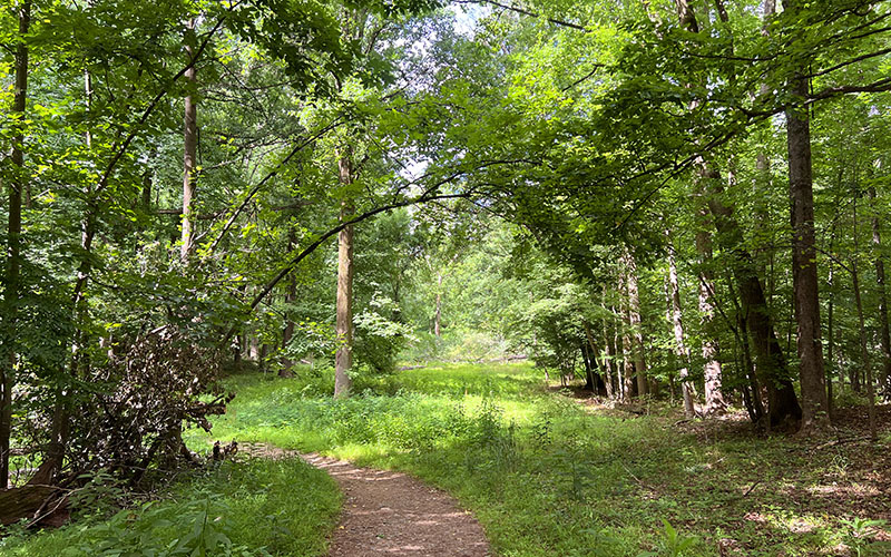 A dirt path winds through a lush green forest with sunlight filtering through the trees.