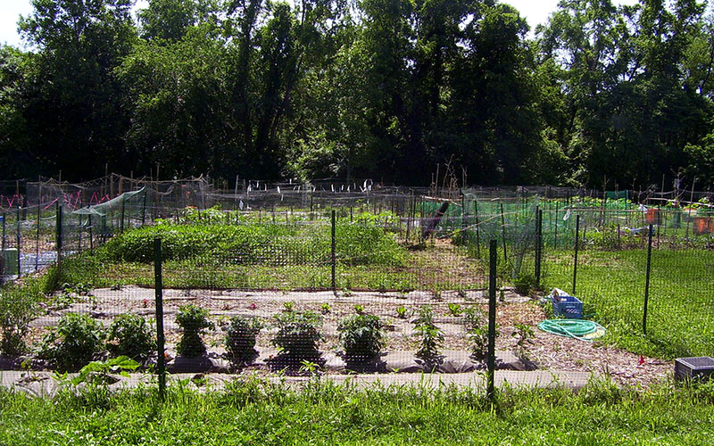 A community garden with multiple fenced plots, rows of plants, and gardening supplies, bordered by tall trees in the background.