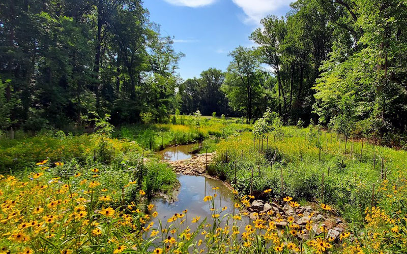 A small stream flows through a green, wooded area with yellow wildflowers in the foreground under a blue sky.