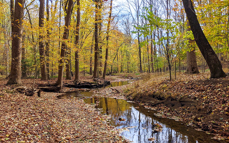 A narrow creek winds through a forest with tall trees and fallen autumn leaves covering the ground.