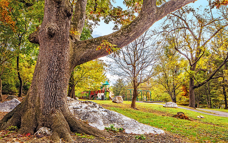 Large tree in the foreground with rocks nearby; a playground with slides and swings is visible in a green park surrounded by trees.