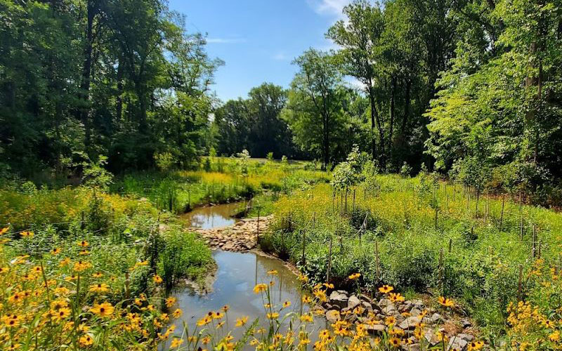 A small creek flows through a lush green area with yellow wildflowers and dense trees on a sunny day.