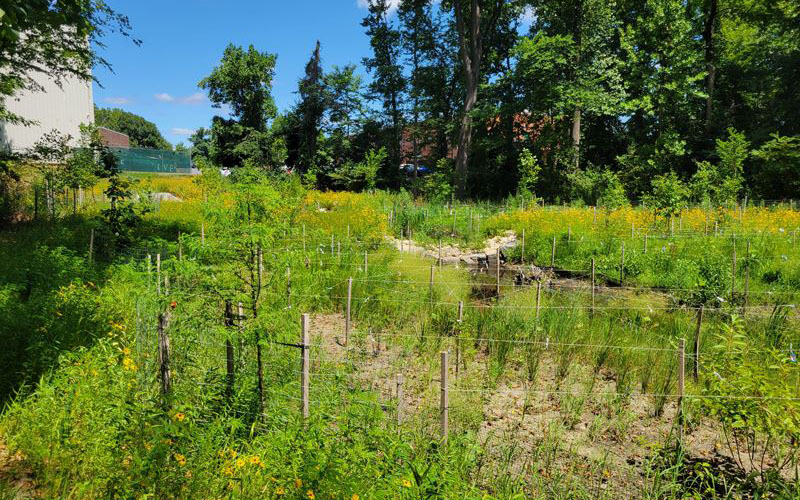 A fenced, grassy wetland area with young plants and wildflowers, surrounded by tall trees under a blue sky with some clouds.