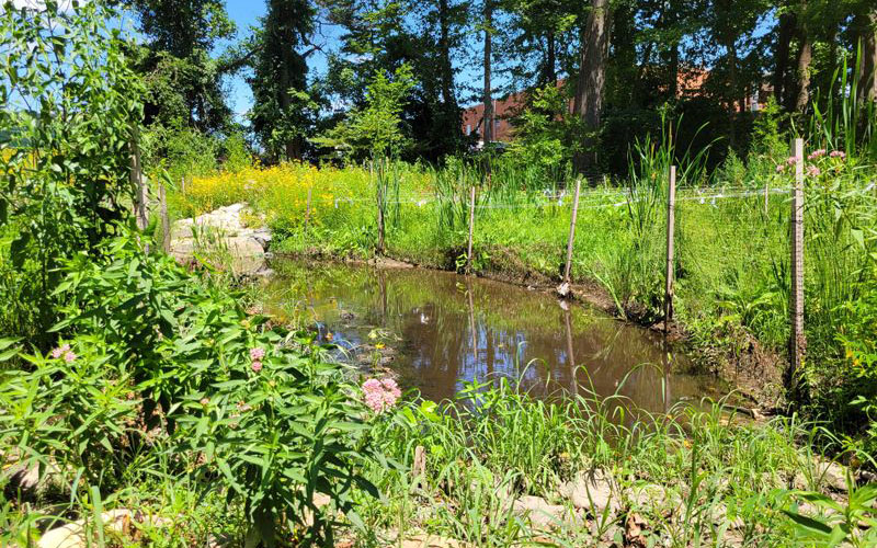 A small pond surrounded by green plants, flowers, and a wire fence, with trees and a red-roofed building in the background under a blue sky.