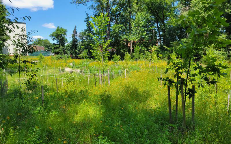 A green field with young trees, wildflowers, and tall grass under a blue sky with scattered clouds. Some tree saplings are protected by small tubes.