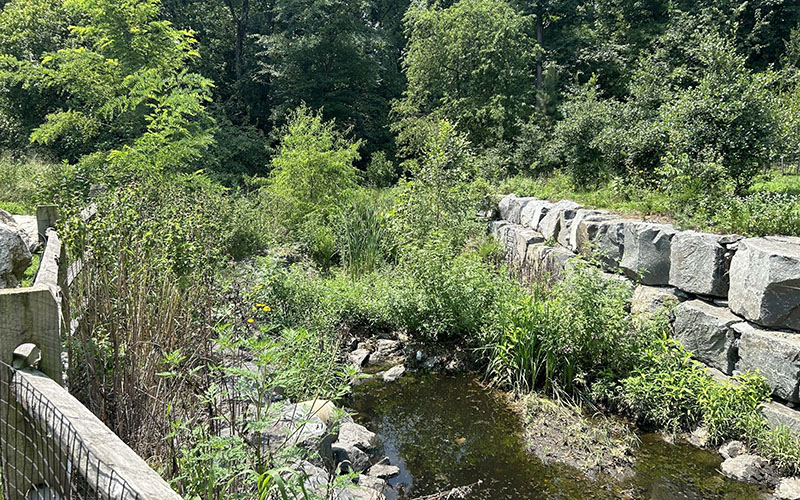 A small stream flows through a green, wooded area bordered by large stone blocks and dense vegetation under bright sunlight.
