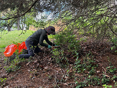 A person wearing a hat and gloves kneels on the ground under trees, pulling weeds or clearing brush near orange bags.