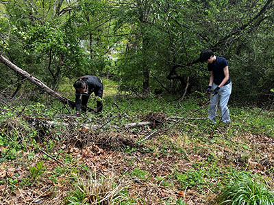 Two people wearing dark clothing and gloves clear brush and fallen branches in a densely wooded area.