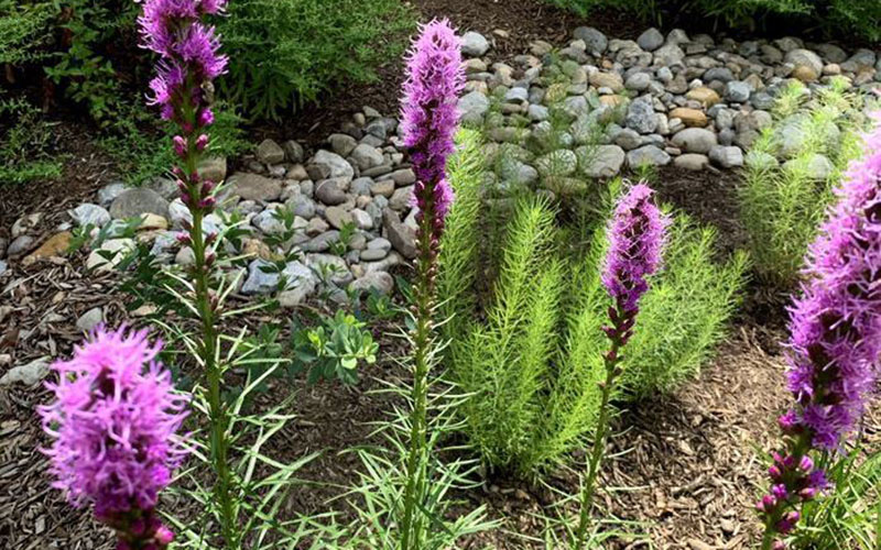 Tall purple Liatris flowers grow in a garden with mulch, green foliage, and decorative rocks in the background.