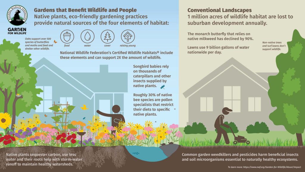 Infographic comparing wildlife-friendly gardens and conventional lawns, highlighting benefits of native plants for wildlife and downsides of traditional landscapes for habitat loss and water use.