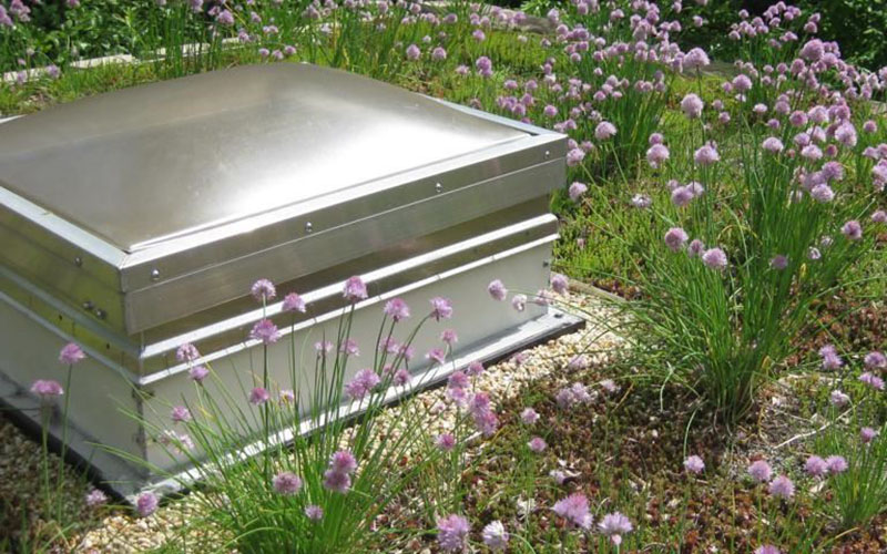 A metal roof vent or skylight is set among blooming purple chive plants on a green roof.