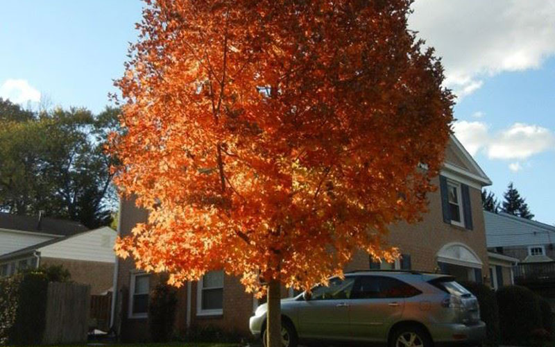 A tree with bright orange autumn leaves stands in front of a house, with a silver car parked nearby on a sunny day.