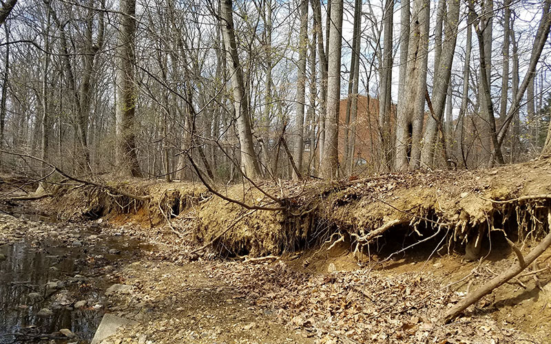 A forested area with exposed tree roots and eroded soil along the bank of a small stream, with leafless trees and scattered rocks visible.