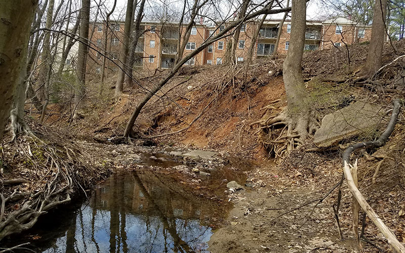 A small creek runs through a wooded area with exposed tree roots, eroded banks, and apartment buildings visible in the background.