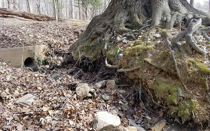 Large tree with exposed roots next to a concrete drainage pipe; ground covered in dry leaves and rocks in a wooded area.