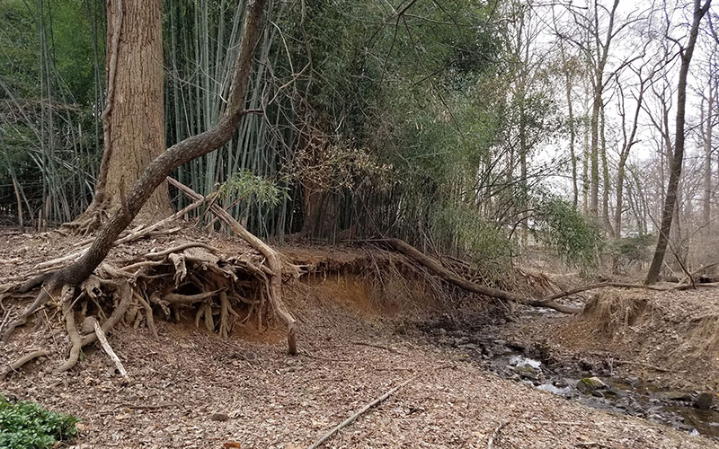 A large tree with exposed roots stands beside a small stream, with bamboo and other trees in the background on a cloudy day.