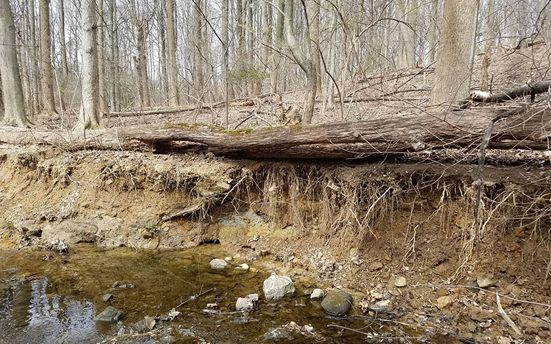 A fallen tree lies on an eroded stream bank in a leafless forest, with exposed roots and a shallow creek in the foreground.