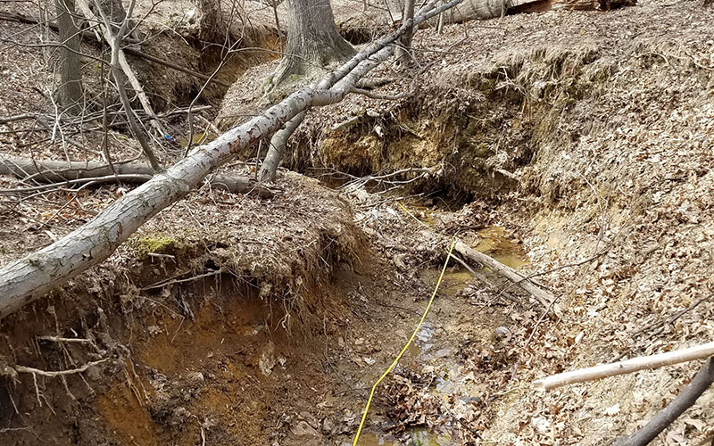 A small stream flows through an eroded ditch lined with fallen trees and leaf-covered ground in a forested area.