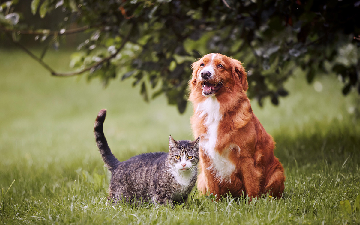 A tabby cat and a brown dog sit together on green grass outdoors, with trees and foliage in the background.