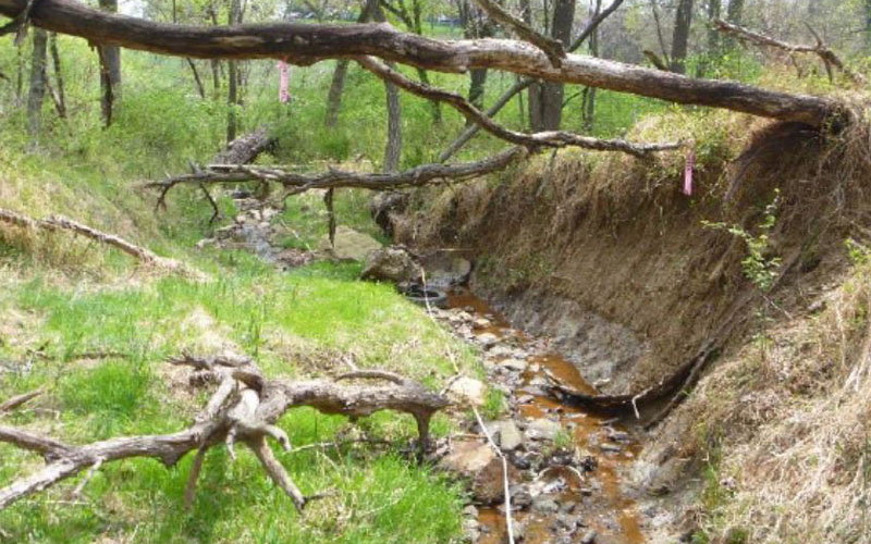 A narrow stream runs alongside an eroded embankment with fallen tree branches crossing above and across the water, surrounded by grass and trees.
