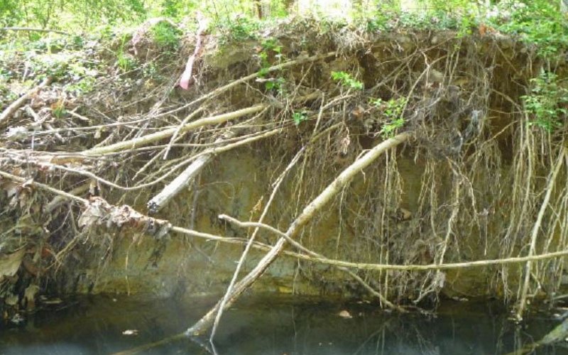 Exposed tree roots along an eroded riverbank with water at the base and vegetation above.