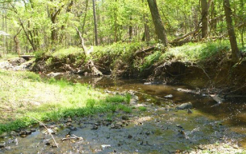 A shallow creek flows through a wooded area with green grass and trees on both sides under daylight.
