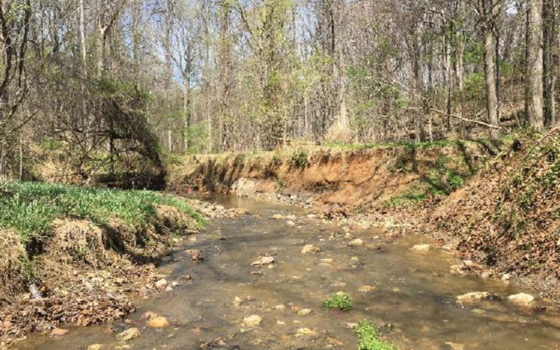A shallow creek with rocks runs through a wooded area with bare trees and patches of green vegetation along its banks.