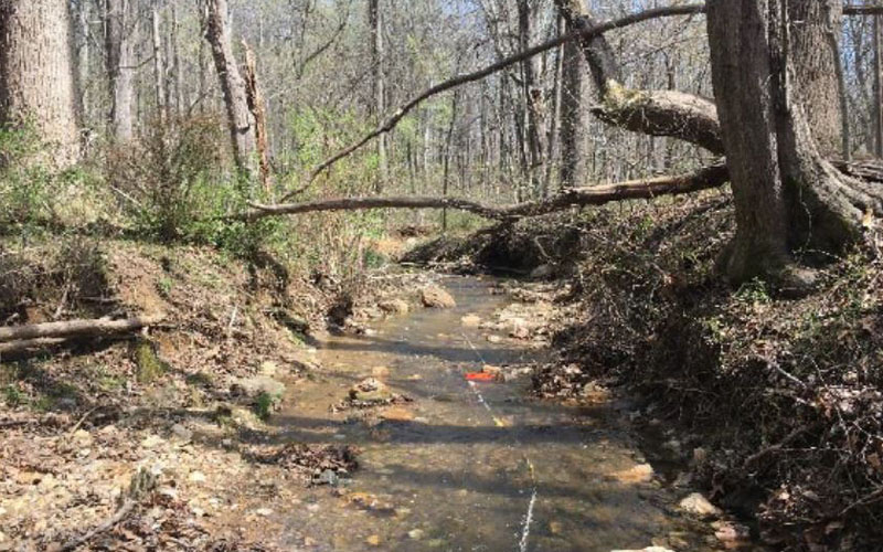 A shallow stream runs through a forest with fallen branches and leafless trees, and a red object is visible in the water.