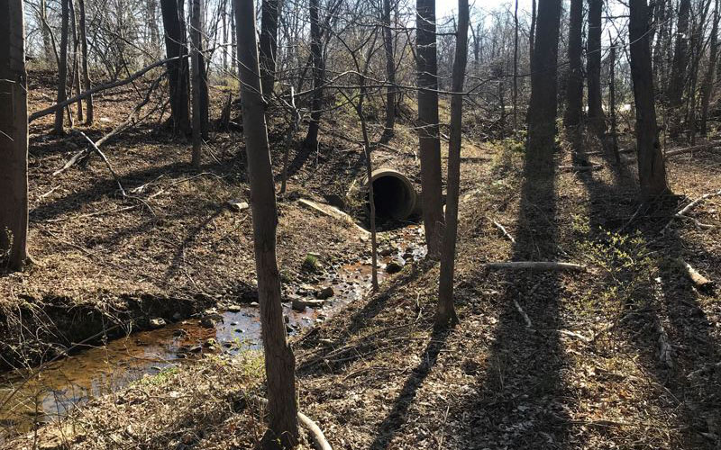 A forested area with bare trees, a small stream flowing through, and a large drainage pipe opening on a slope.