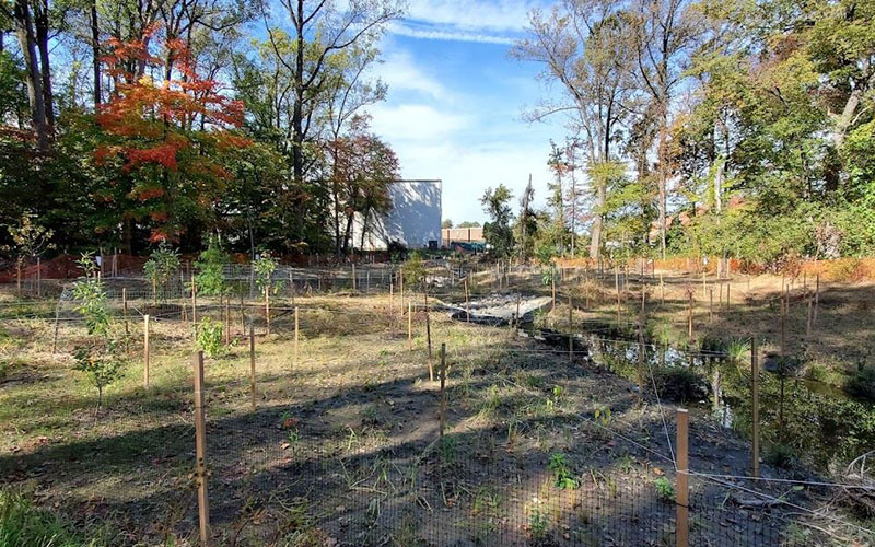 A fenced-in area with young trees and plants, surrounded by taller trees; a small stream runs through the middle under a blue sky.