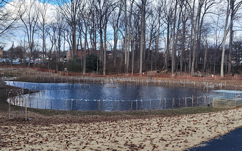 A small pond surrounded by young trees and protective fencing sits in a wooded area with bare trees and scattered leaves.