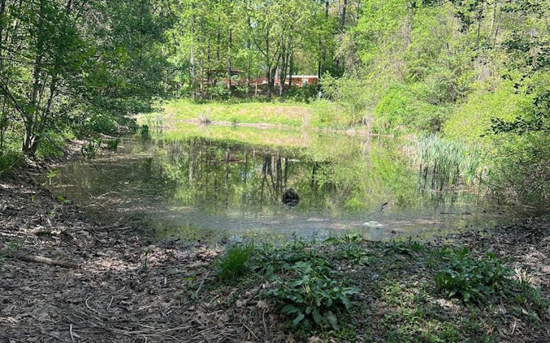 A small pond surrounded by trees and greenery, with sunlight filtering through the foliage and some brush at the water's edge.
