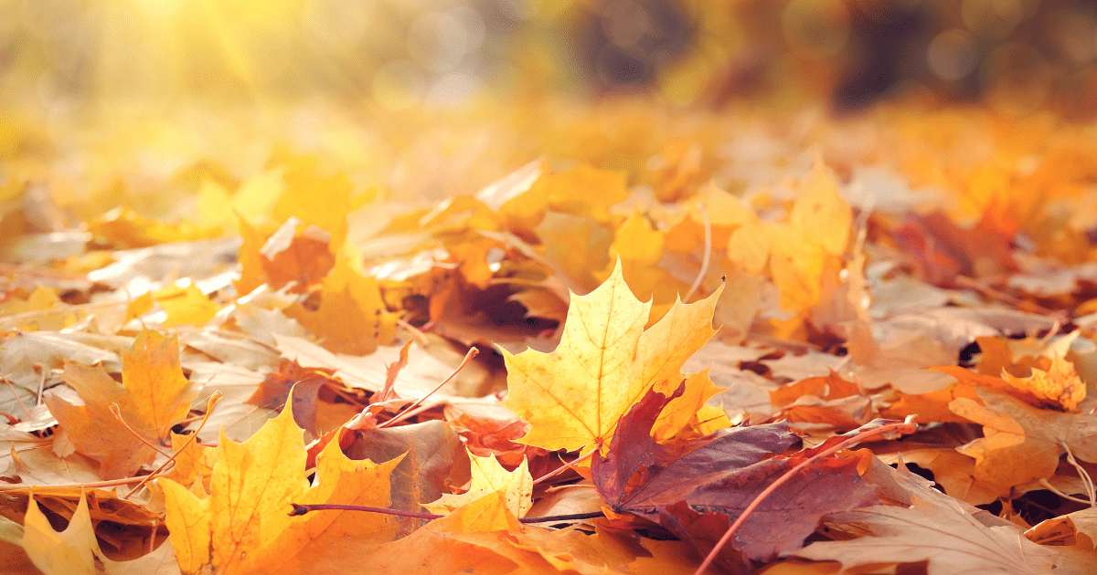 Leave the Leaves to Us