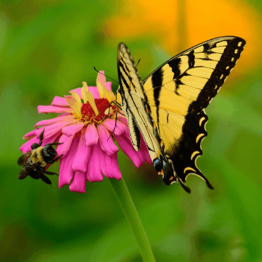 A butterfly and bee on a pink flower