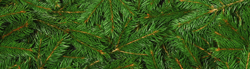 Christmas Tree Branches