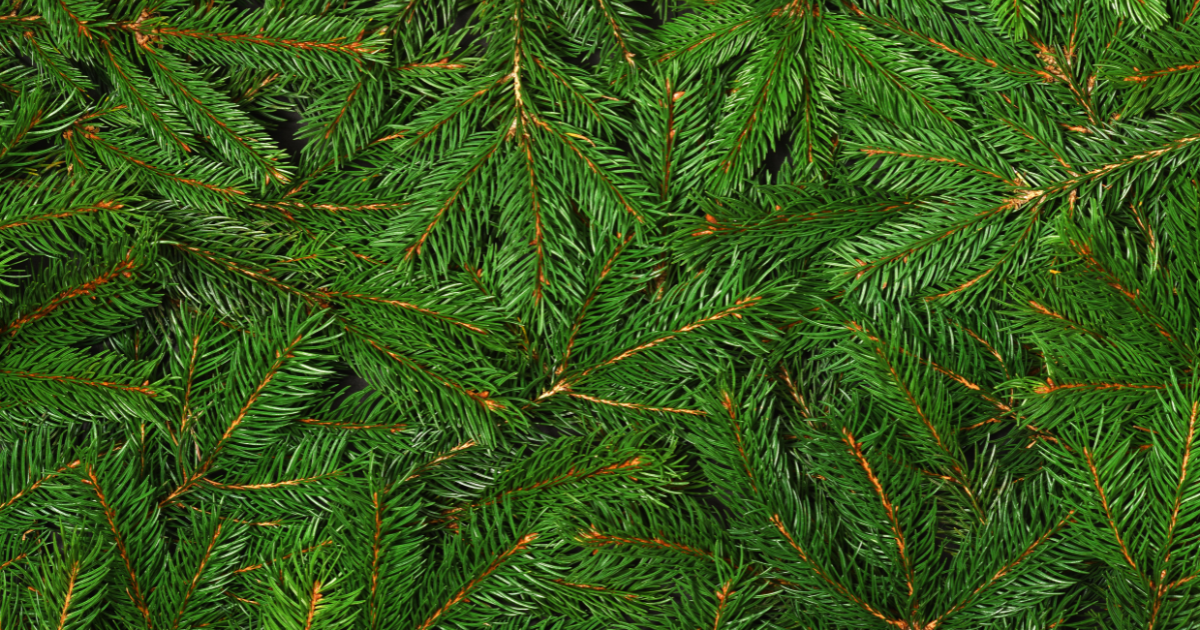 Post-Christmas ‘Tree-tment’: An At-Home Way to Recycle Holiday Trees