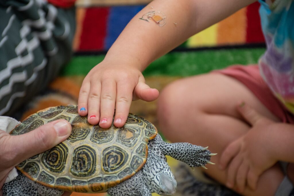 Kid petting a turtle