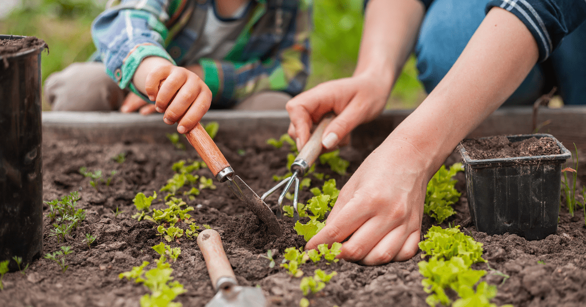 Rockville Seeks Input on Future of Community Gardens