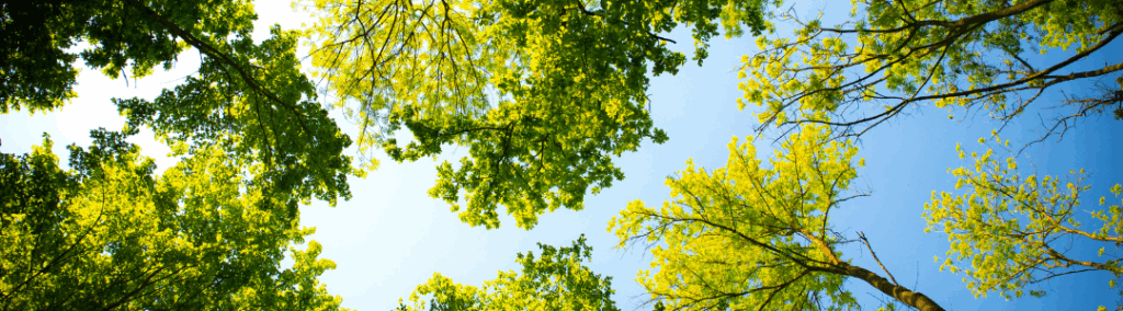 Treetops against a blue sky