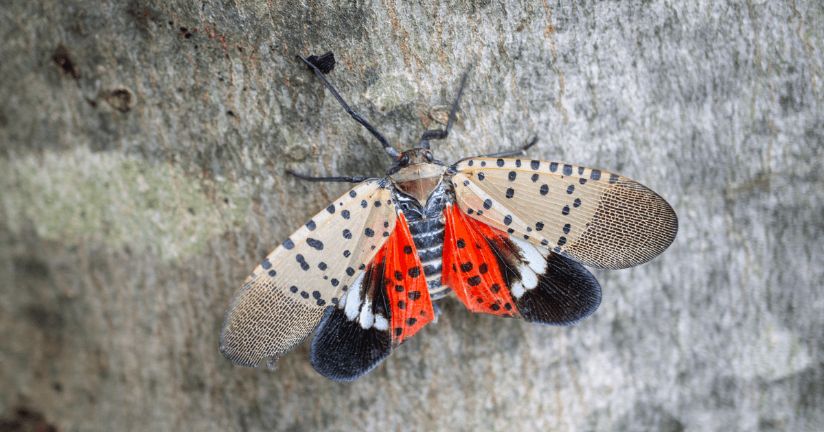 Spotted Lanternfly on tree bark