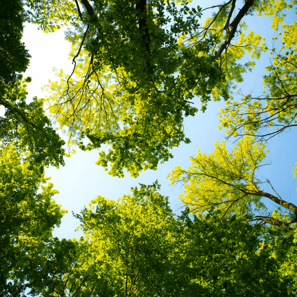 Trees against a blue sky