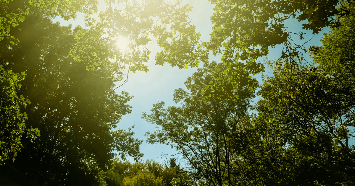 Rockville Amends Forest and Tree Preservation Ordinance